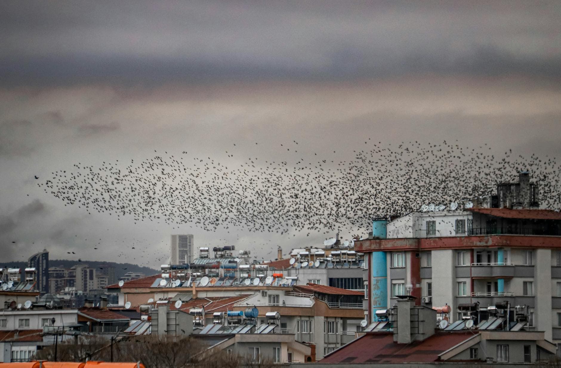 Murmuration