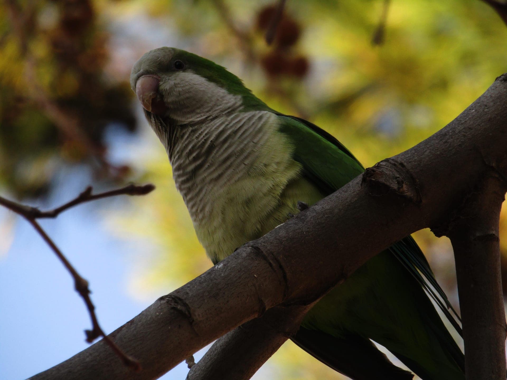 Green Parrot